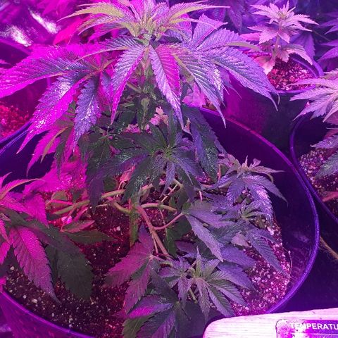 Gorilla Zkittlez growlog timeline photo