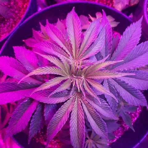 Gorilla Zkittlez growlog timeline photo