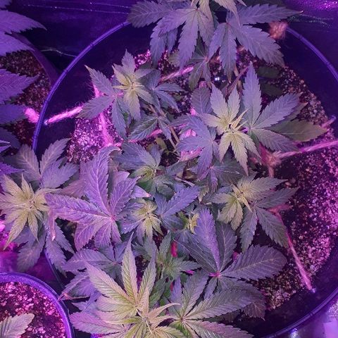Glue Gelato Auto growlog timeline photo