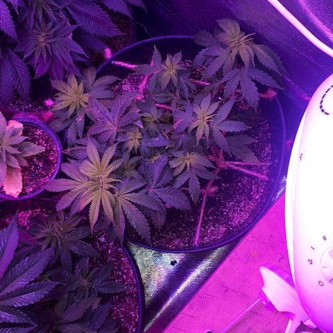 Glue Gelato Auto growlog timeline photo