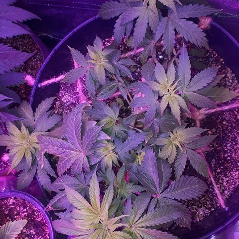 Glue Gelato Auto growlog timeline photo