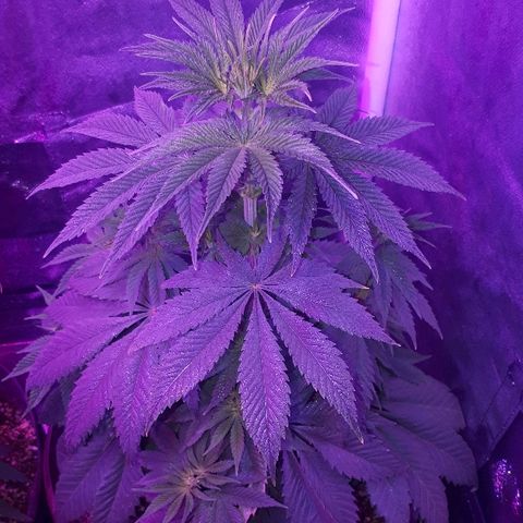 OG Kush #1 growlog timeline photo
