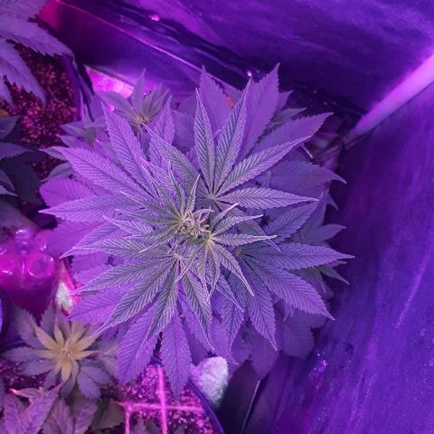 OG Kush #1 growlog timeline photo
