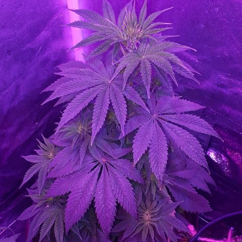 OG Kush #1 growlog timeline photo