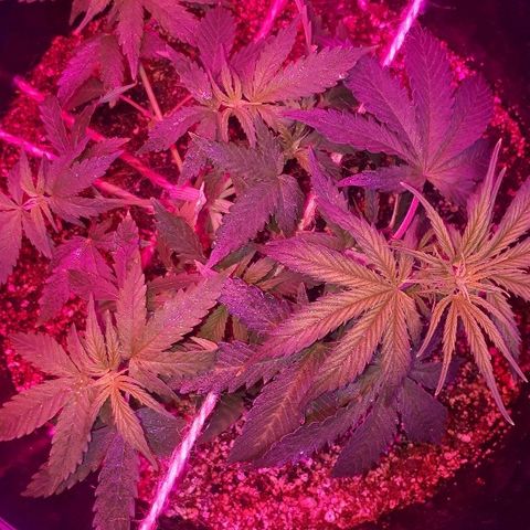 Super Critical Automatic growlog timeline photo