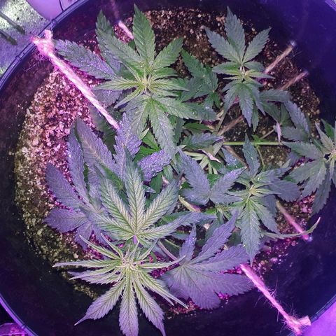 Super Critical Automatic growlog timeline photo