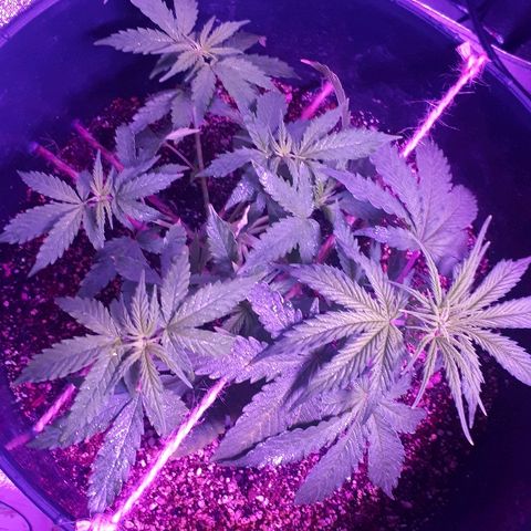 Super Critical Automatic growlog timeline photo