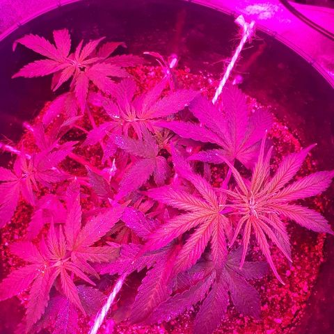 Super Critical Automatic growlog timeline photo