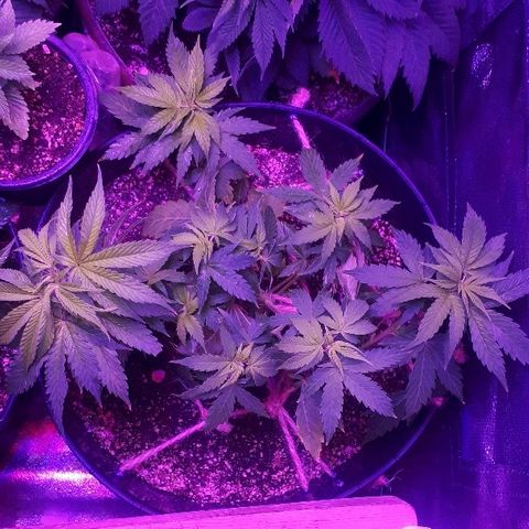 Glue Gelato Auto growlog timeline photo