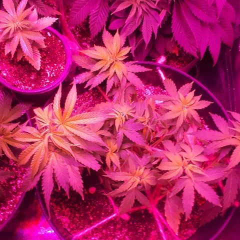 Glue Gelato Auto growlog timeline photo