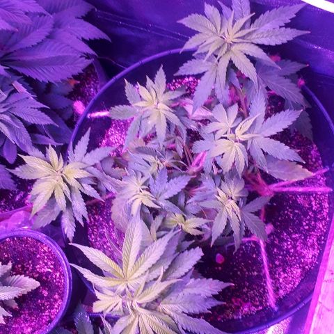 Glue Gelato Auto growlog timeline photo