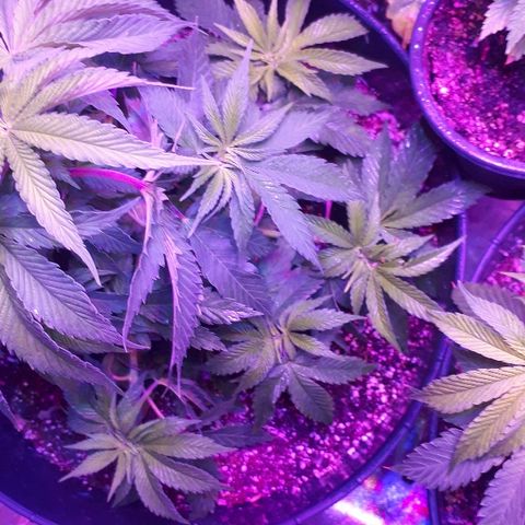 Gorilla Zkittlez growlog timeline photo