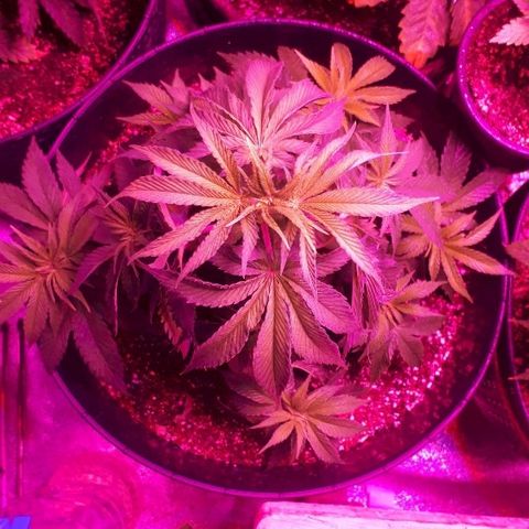 Gorilla Zkittlez growlog timeline photo