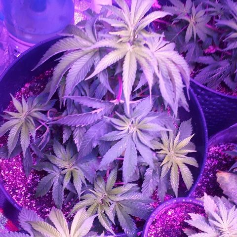 Gorilla Zkittlez growlog timeline photo