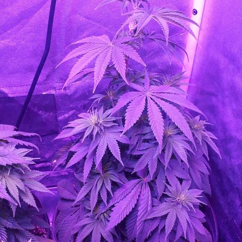 OG Kush #1 growlog timeline photo