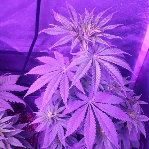 OG Kush #1 growlog timeline photo