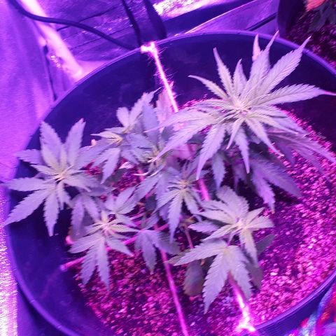 Super Critical Automatic growlog timeline photo