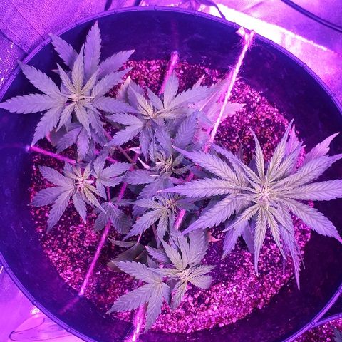 Super Critical Automatic growlog timeline photo
