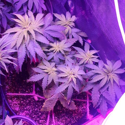Glue Gelato Auto growlog timeline photo