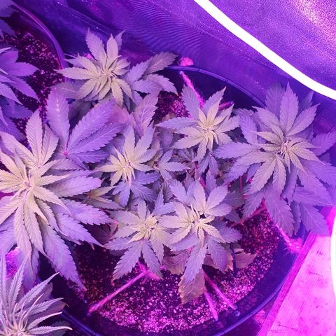 Glue Gelato Auto growlog timeline photo