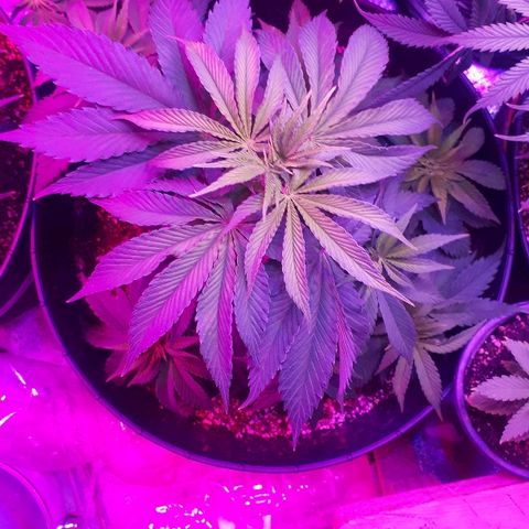 Gorilla Zkittlez growlog timeline photo
