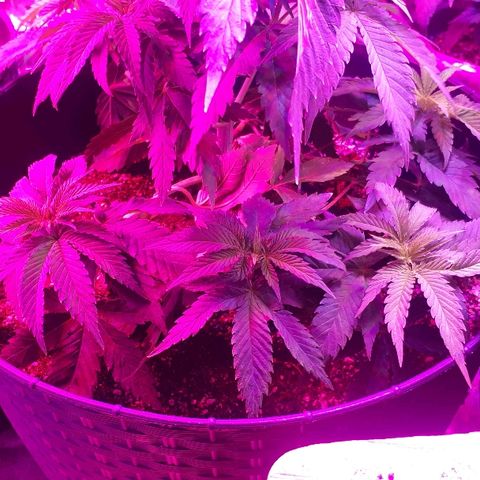 Gorilla Zkittlez growlog timeline photo