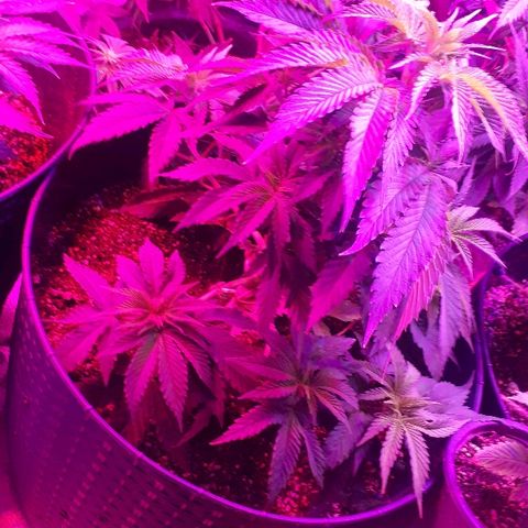 Gorilla Zkittlez growlog timeline photo