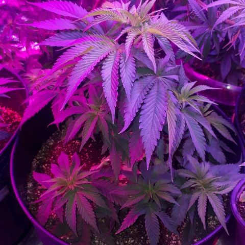 Gorilla Zkittlez growlog timeline photo