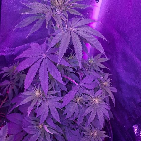 OG Kush #1 growlog timeline photo