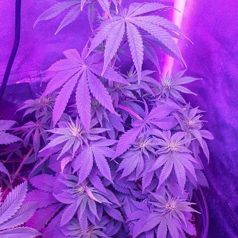 OG Kush #1 growlog timeline photo