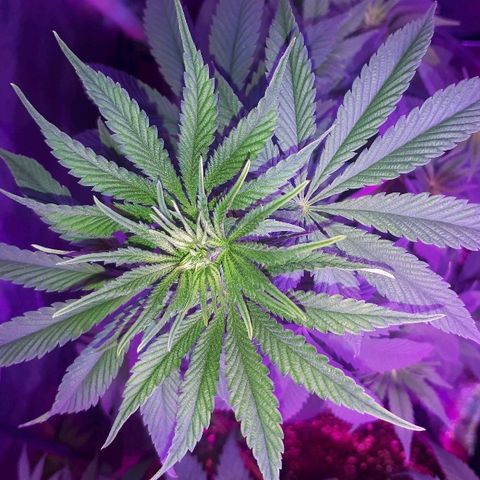 OG Kush #1 growlog timeline photo