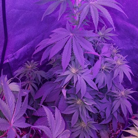 OG Kush #1 growlog timeline photo