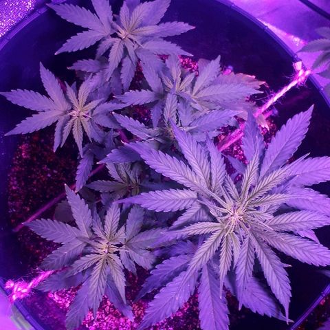 Super Critical Automatic growlog timeline photo