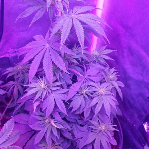 OG Kush #1 growlog timeline photo