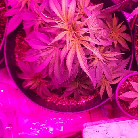 Gorilla Zkittlez growlog timeline photo