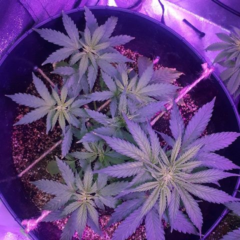 Super Critical Automatic growlog timeline photo