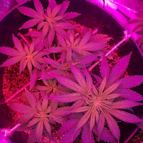 Super Critical Automatic growlog timeline photo