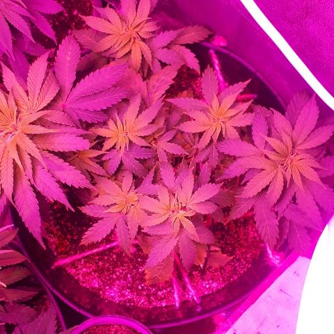 Glue Gelato Auto growlog timeline photo