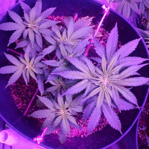 Super Critical Automatic growlog timeline photo