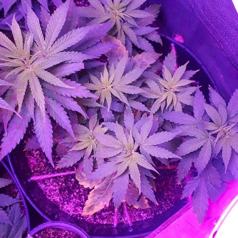 Glue Gelato Auto growlog timeline photo