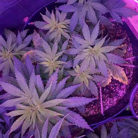 Glue Gelato Auto growlog timeline photo