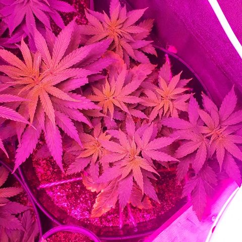 Glue Gelato Auto growlog timeline photo