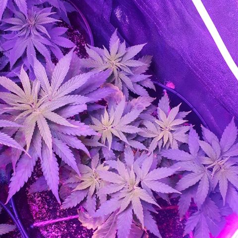 Glue Gelato Auto growlog timeline photo