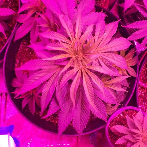 Gorilla Zkittlez growlog timeline photo