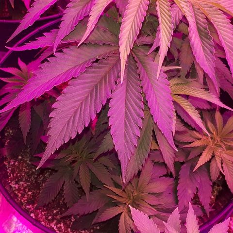 Gorilla Zkittlez growlog timeline photo