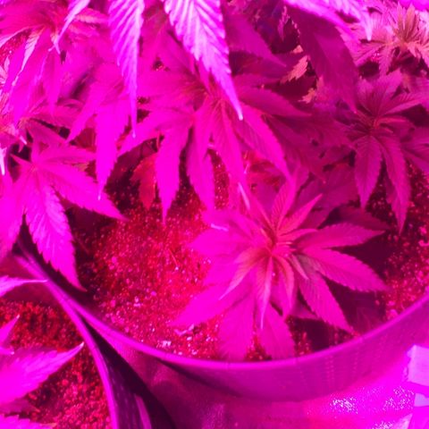 Gorilla Zkittlez growlog timeline photo