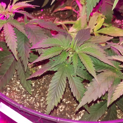 Gorilla Zkittlez growlog timeline photo