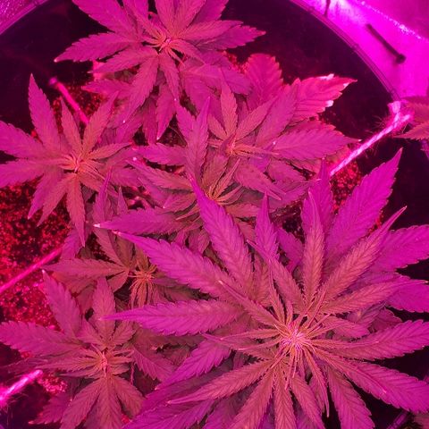 Super Critical Automatic growlog timeline photo