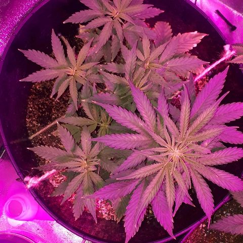 Super Critical Automatic growlog timeline photo