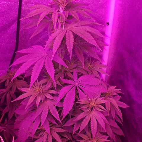 OG Kush #1 growlog timeline photo